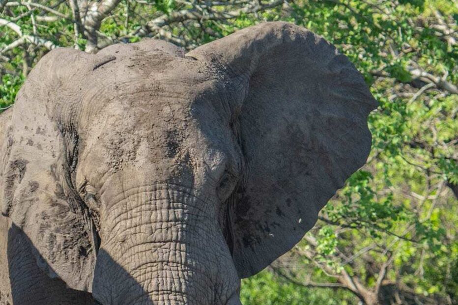 Elefante Parque Nacional da Gorongosa