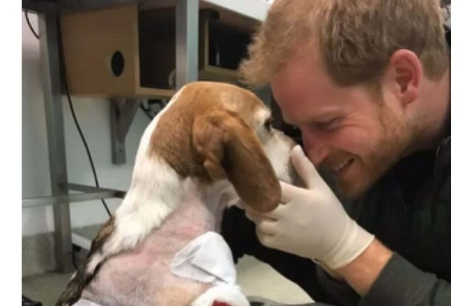 Harry e Guy no veterinário