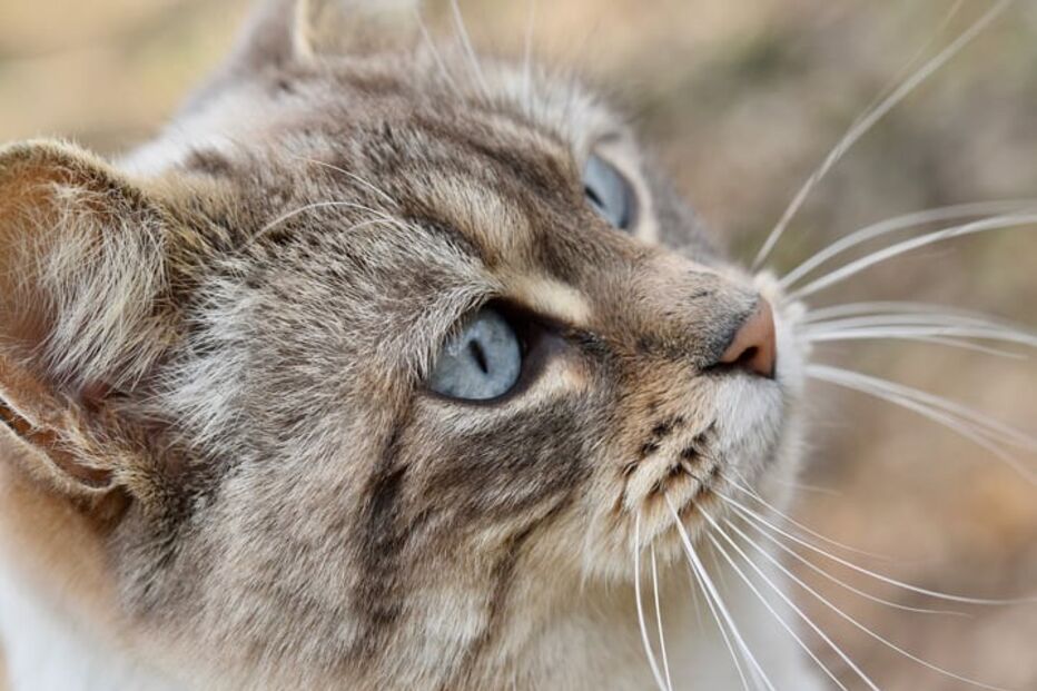Gatos