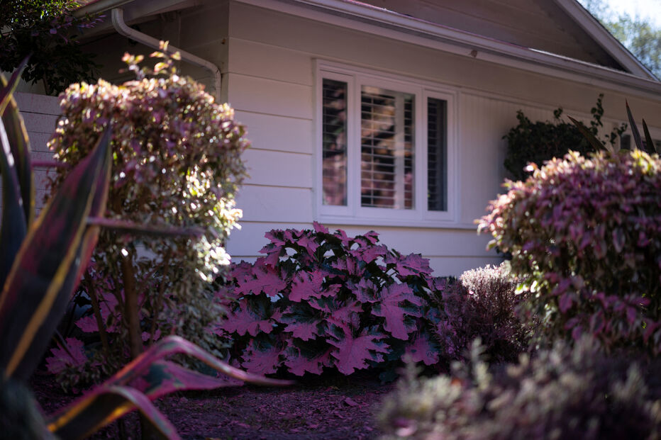 Pó cor de rosa em Los Angeles, devastada pelos incêndios florestais