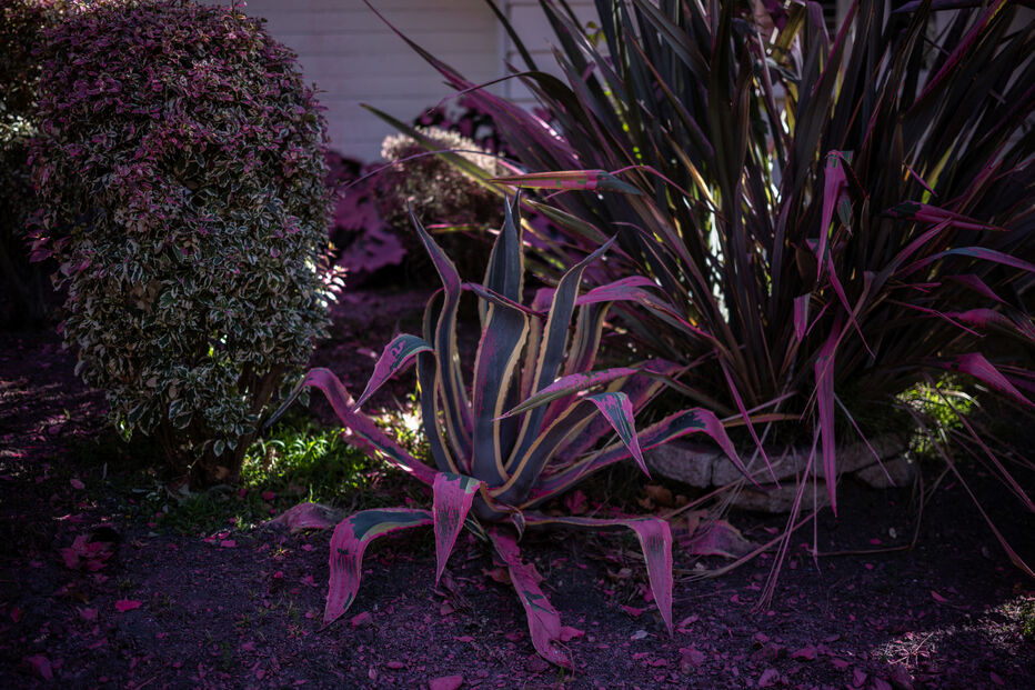 Pó cor de rosa em Los Angeles, devastada pelos incêndios florestais