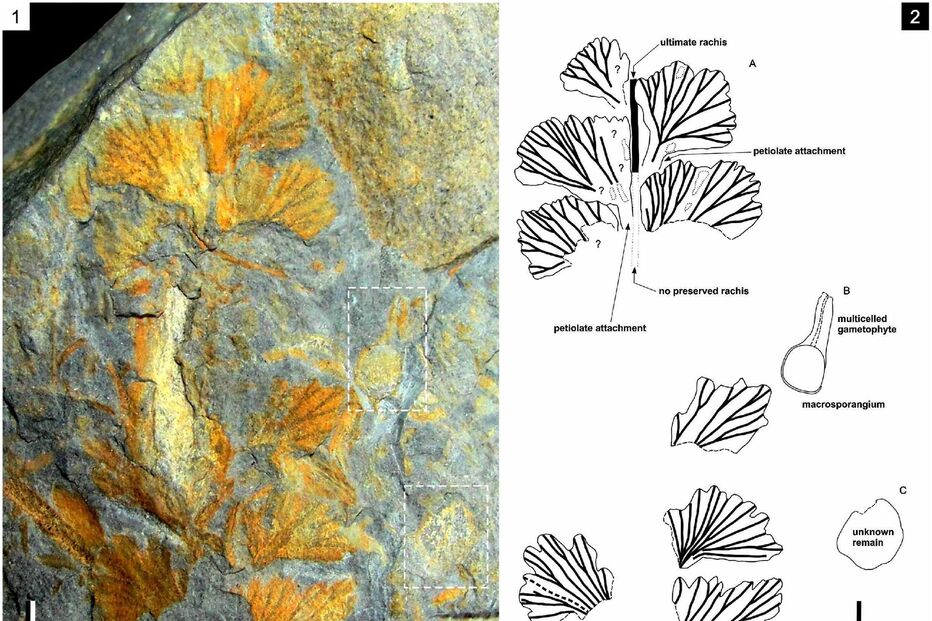 Investigadores descobrem fóssil de planta com 310 milhões de anos em Gondomar
