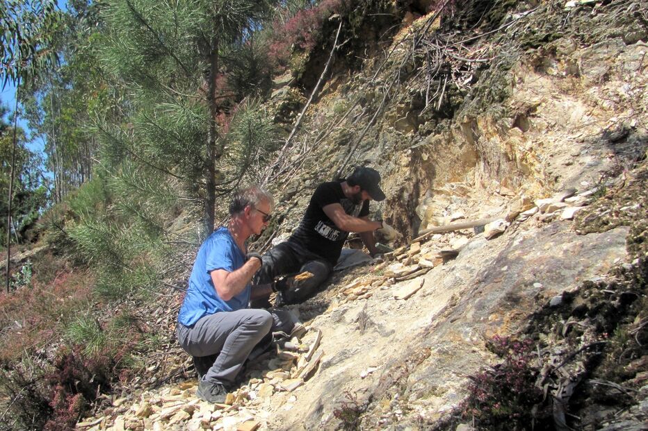 Investigadores descobrem fóssil de planta com 310 milhões de anos em Gondomar