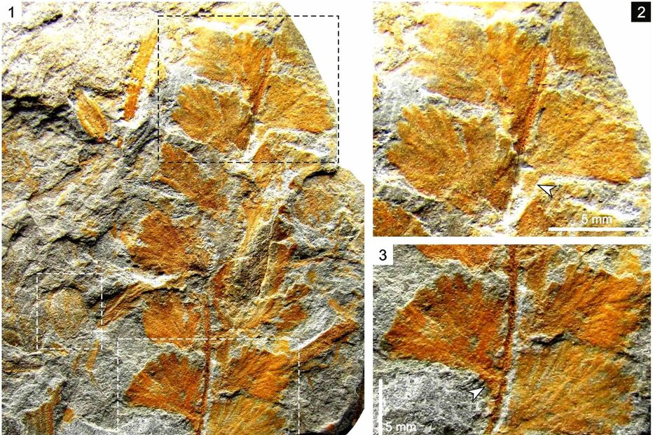 Investigadores descobrem fóssil de planta com 310 milhões de anos em Gondomar