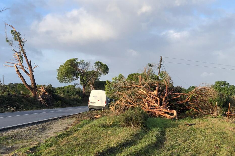 Ventos fortes provocaram queda de árvores na EN253 em Alcácer do Sal