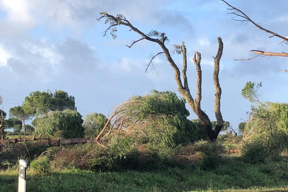 Ventos fortes provocaram queda de árvores na EN253 em Alcácer do Sal