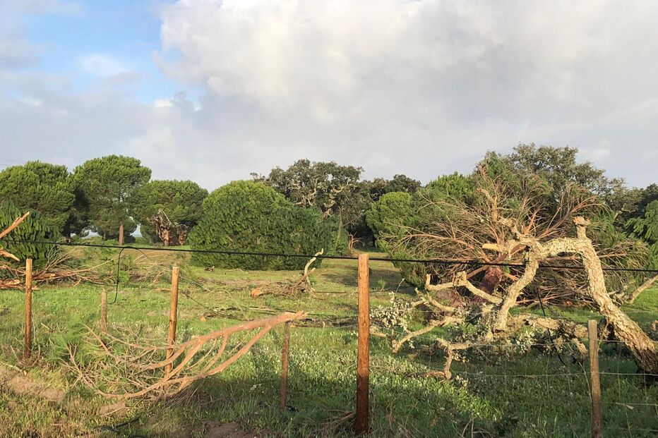 Ventos fortes provocaram queda de árvores na EN253 em Alcácer do Sal