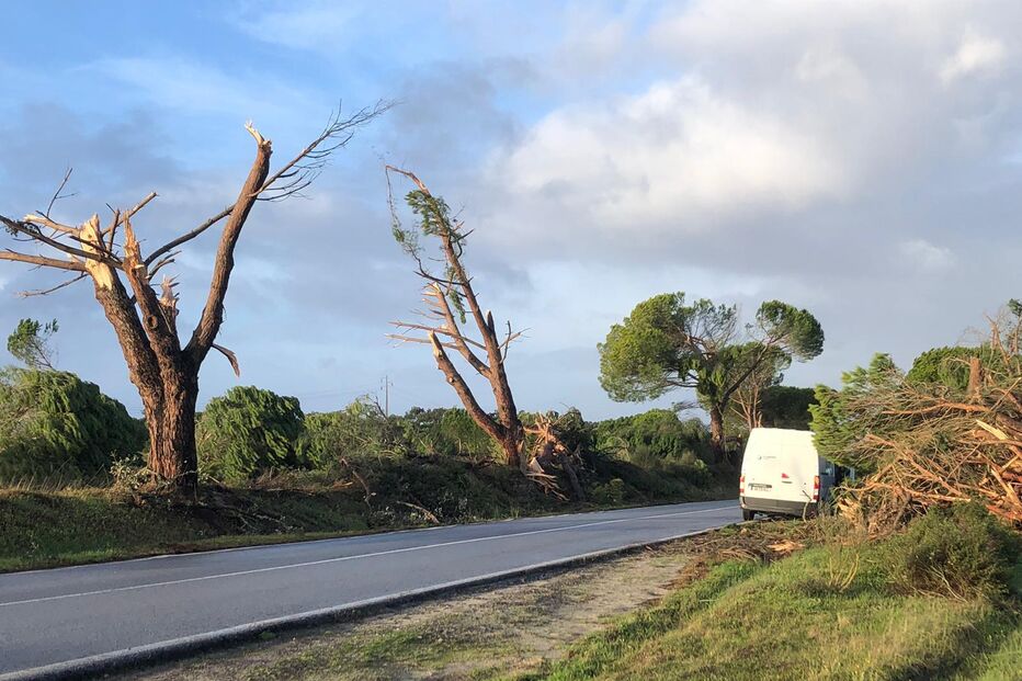 Ventos fortes provocaram queda de árvores na EN253 em Alcácer do Sal