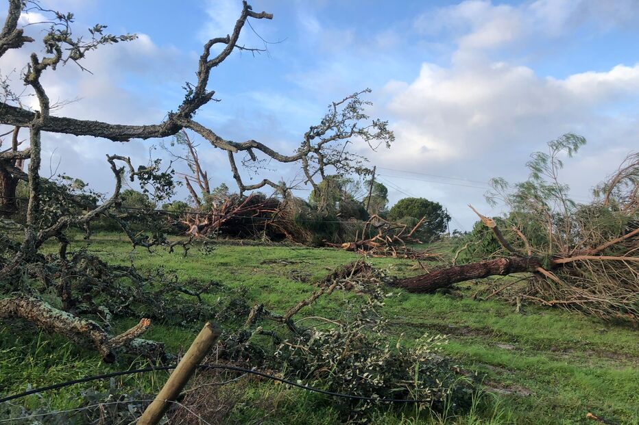 Ventos fortes provocaram queda de árvores na EN253 em Alcácer do Sal