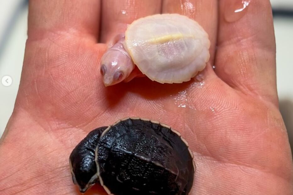 Tartaruga albina do Zoológico no sul de França