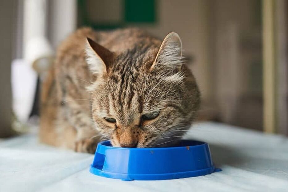 Gato