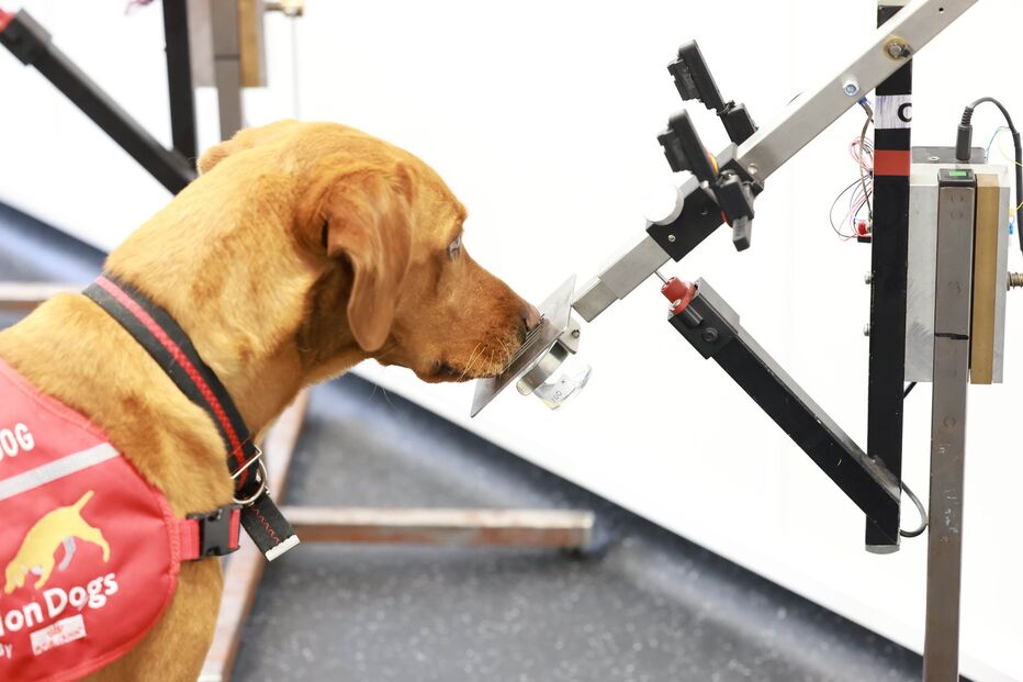 Cão em prova de deteção de cancro no intestino