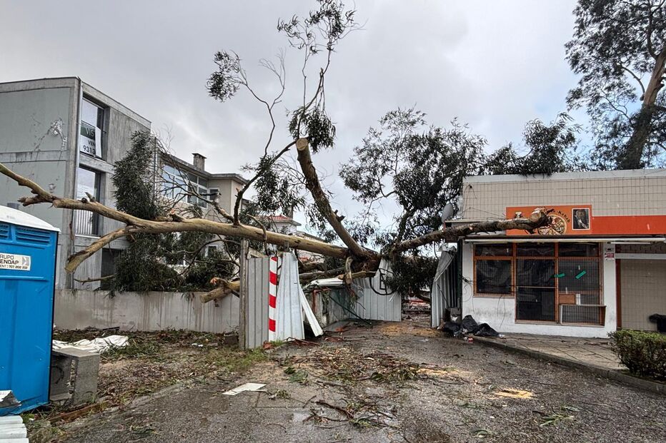 Árvore danifica carro, mota e habitação no Porto