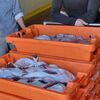 <![CDATA[ Pesca do tamboril proibida a partir de terça-feira ]]>