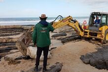 Fóssil de dinossauro descoberto na Marinha Grande