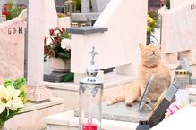 Gato que vive no cemitério onde dono foi enterrado