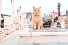 Gato que vive no cemitério onde dono foi enterrado
