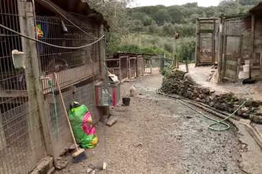 Animais retirados de associação em Sintra após denúncias de negligência