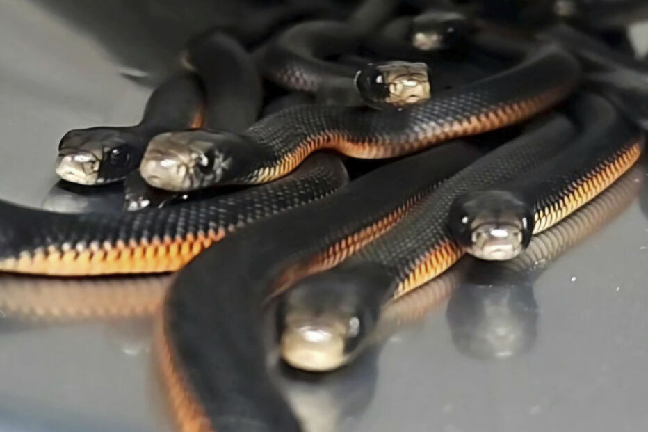 imgpsh_fullsize_anim (2).jpg