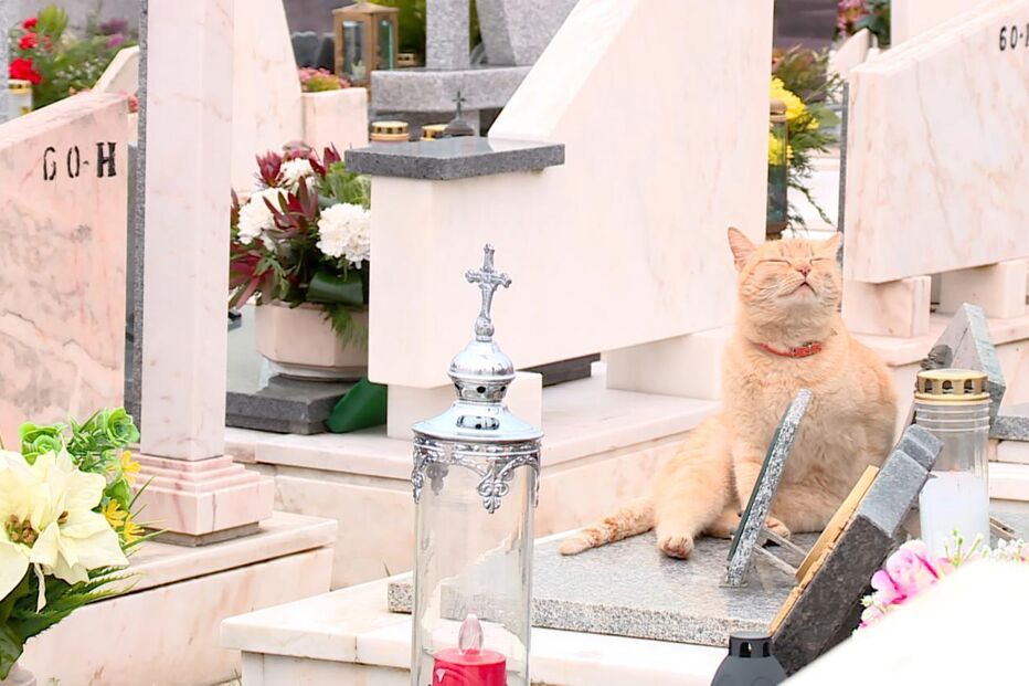 Gato que vive no cemitério onde dono foi enterrado