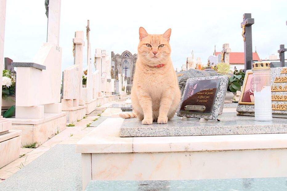 Gato que vive no cemitério onde dono foi enterrado