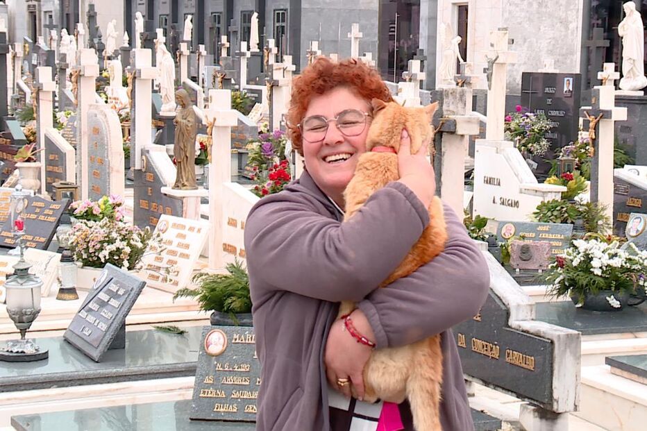 Gato que vive no cemitério onde dono foi enterrado