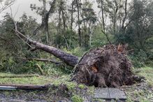 Queda de árvores em Monsanto, Lisboa