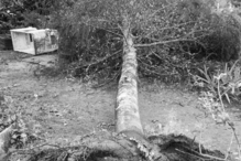 Tempestade na casa de Luísa Sobral