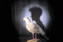 ‘Uma gaivota comme il faut’ - Centro Cultural de Belém 