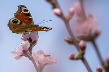 Flores de pessegueiro da vinha em Bremm, na Alemanha