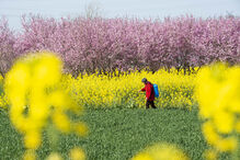 Campo de flores na China