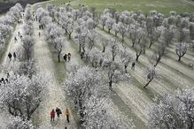 Flores de amendoeira na República Checa