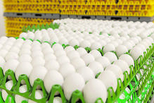 Pão e pastelaria com 'ligeiro aumento' de preço em 2026 principalmente devido aos ovos