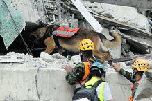 Cães pisteiros procuram vítimas