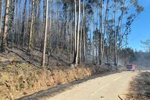 Homem sofre queimaduras no rosto em incêndio florestal em Sever do Vouga