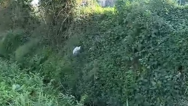 Crânio humano encontrado em Ílhavo