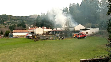 Pavilhão agrícola com animais consumido pelas chamas em Gouveia