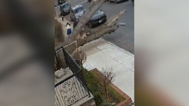 Família escapa por segundos de ser atingida por árvore enquanto passeava em Nova Iorque