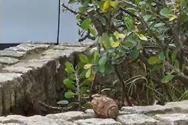 Granada de mão encontrada no meio de arbustos em Estrada de Benfica já foi recolhida pela unidade de inativação de explosivos