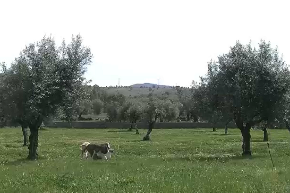 Agricultora recebe 11.500 euros por ataque violento de cão