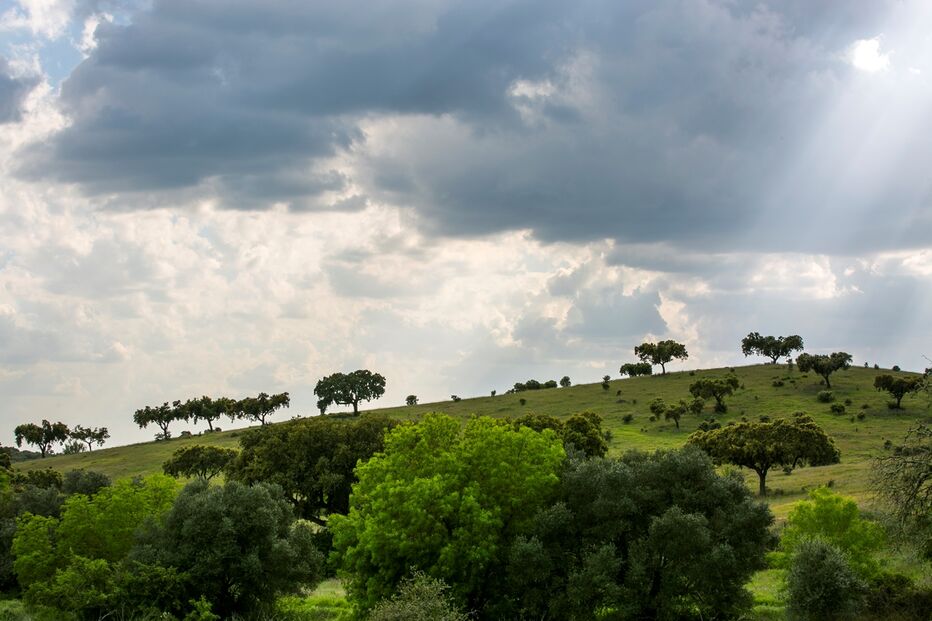 2-18112936.jpg (24299927) (Milenium)