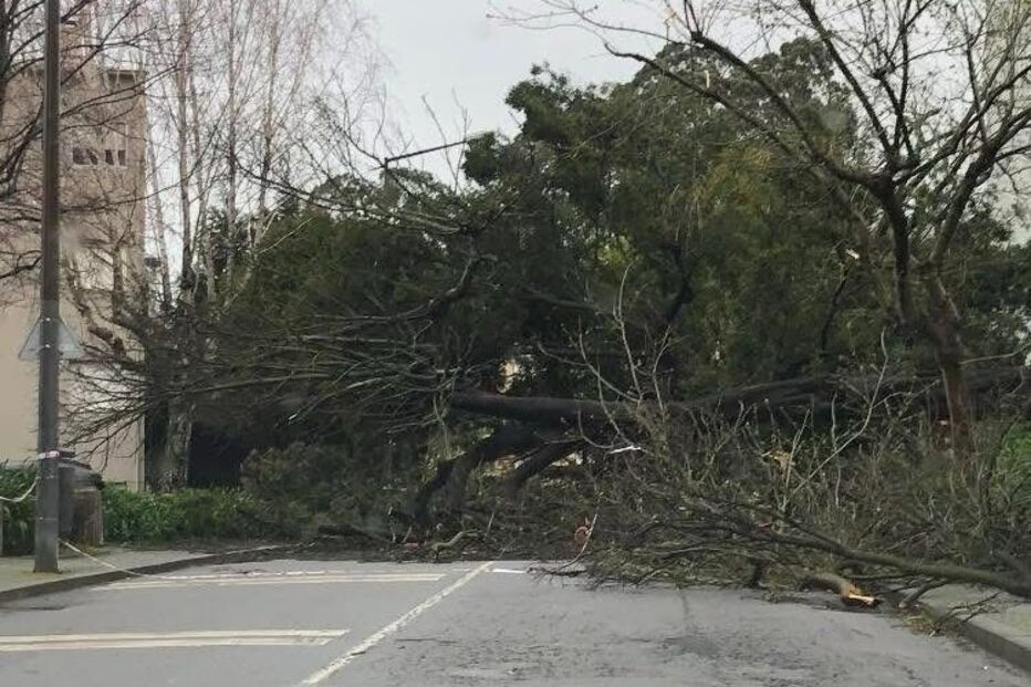 Árvore cai em Matosinhos