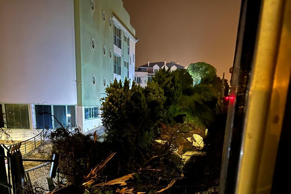 Comboio da Linha de Cascais atingido por árvore