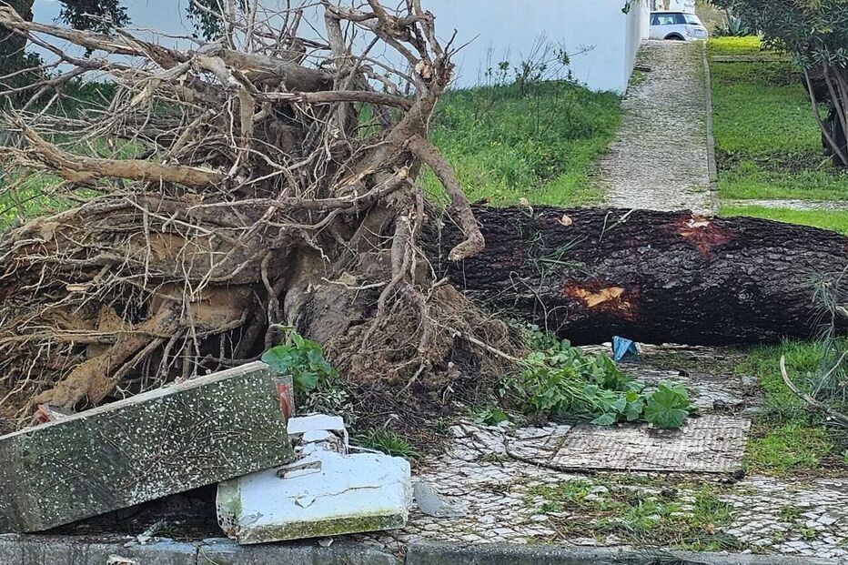 Queda de árvores na Quinta dos Anjos em Palmela
