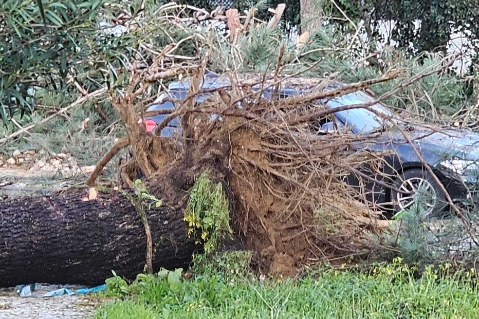 Queda de árvores na Quinta dos Anjos em Palmela