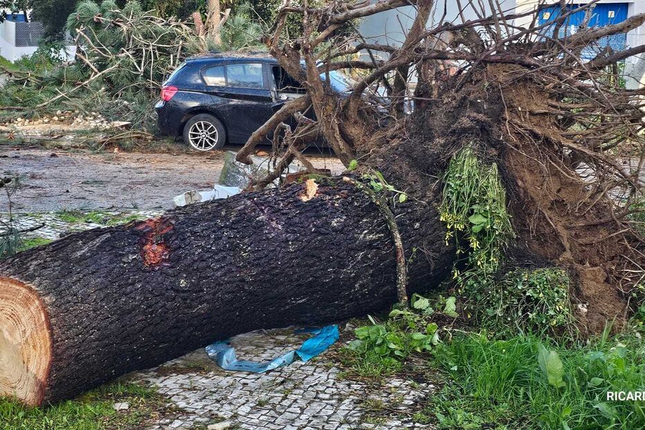 Queda de árvores na Quinta dos Anjos em Palmela