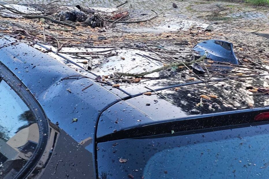 Queda de árvores na Quinta dos Anjos em Palmela