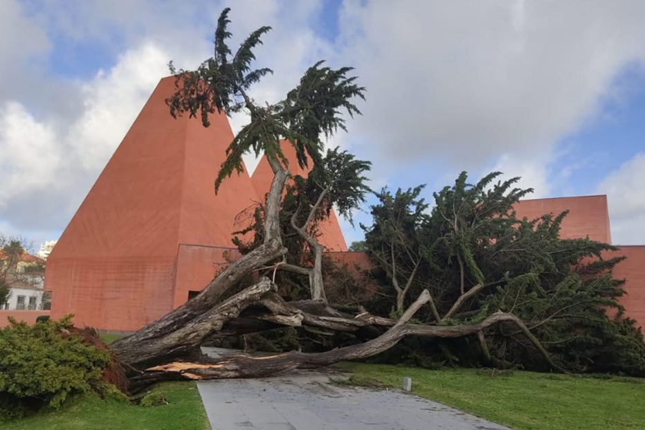 Árvore de grande porte cai e leva ao encerramento da Casa das Histórias Paula Rego