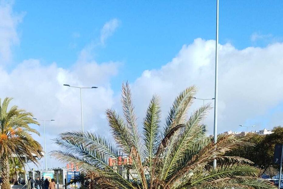 Árvore arrancada pela raíz junto à estação da Fertagus de Foros de Amora