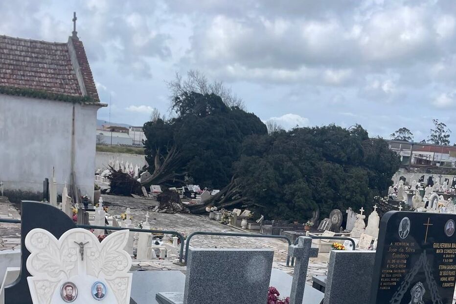 Árvores caem e destroem campas no cemitério de Montelevar, em Sintra